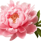peony-with-ai-generated-free-png.png