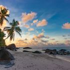 beach-palm-trees-sea-nature-landscape.jpg
