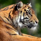 tiger-lying-face-predator-eyes-profile-big-cat-1047995.jpg