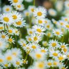 daisies-6286585_640.jpg