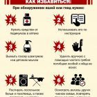Педикулез 2.jpg